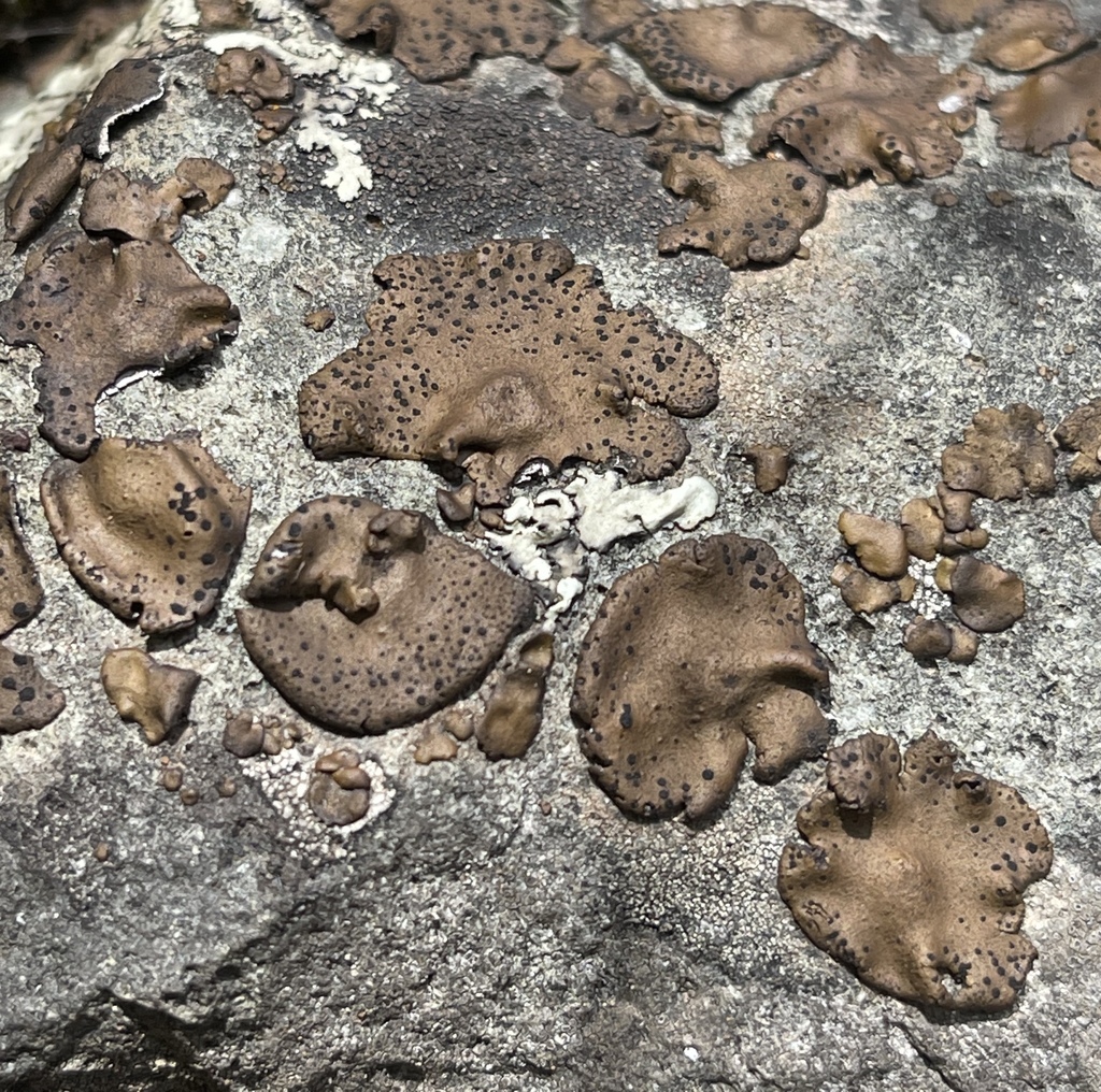 Umbilicaria phaea (Umbilicaria phaea)