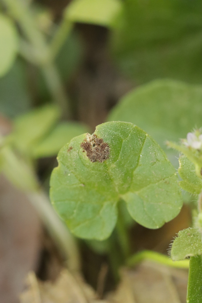 Uromyces ficariae (Uromyces ficariae)