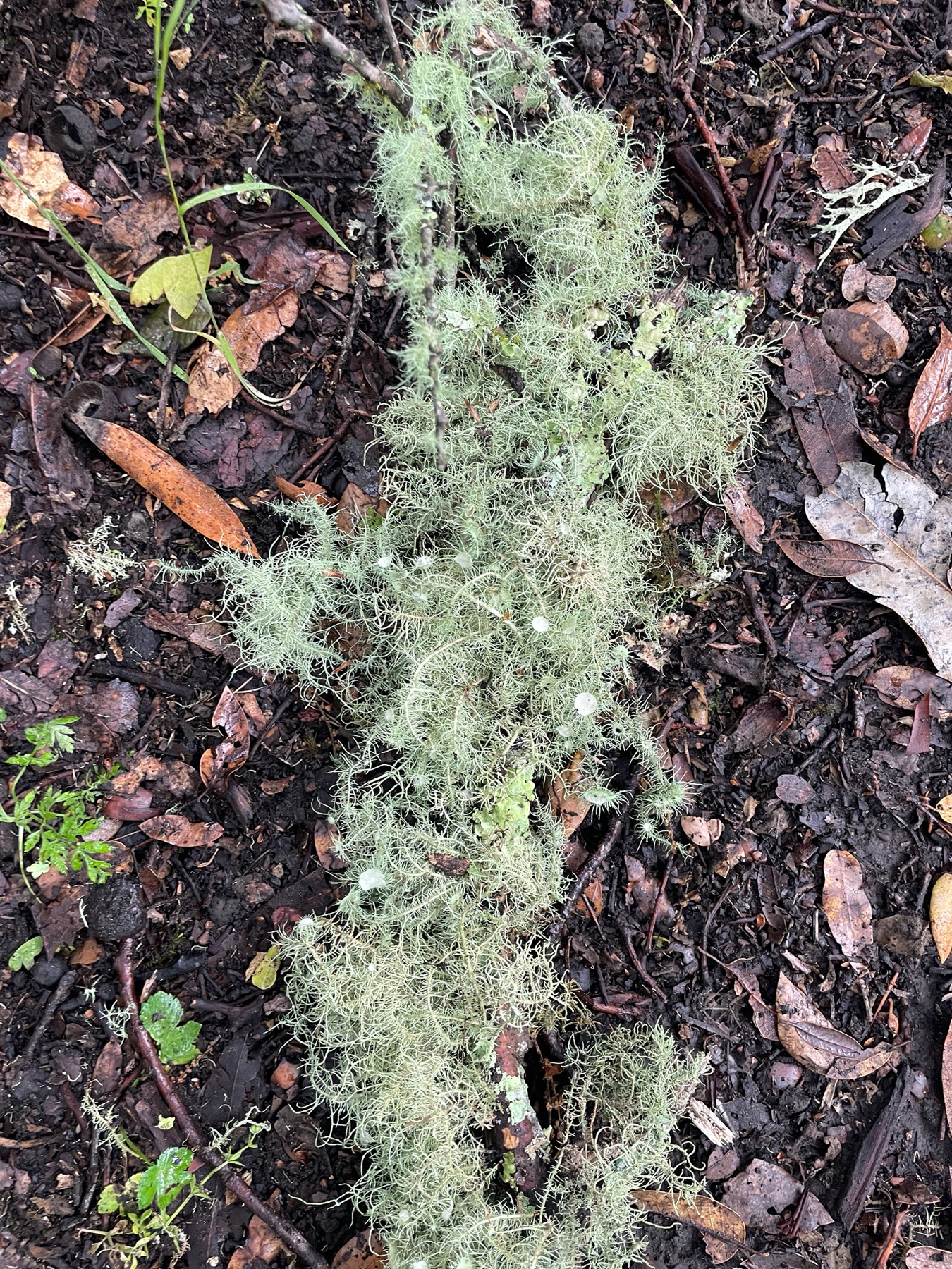 Usnea intermedia (Usnea intermedia)