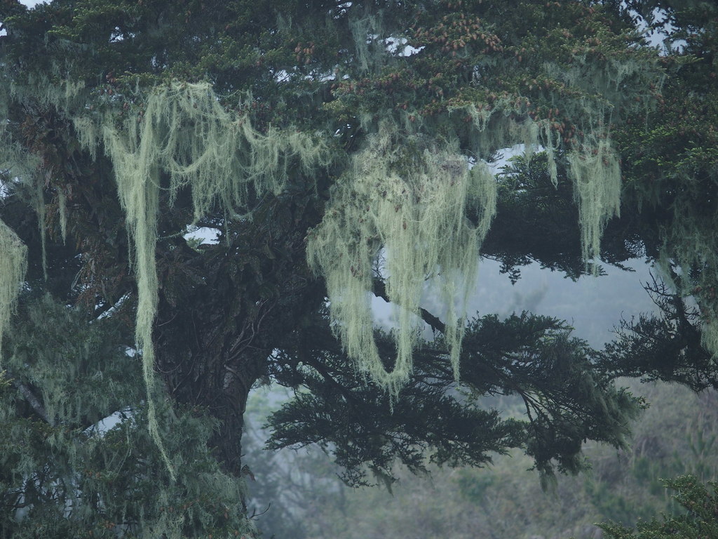 Usnea longissima (Usnea longissima)