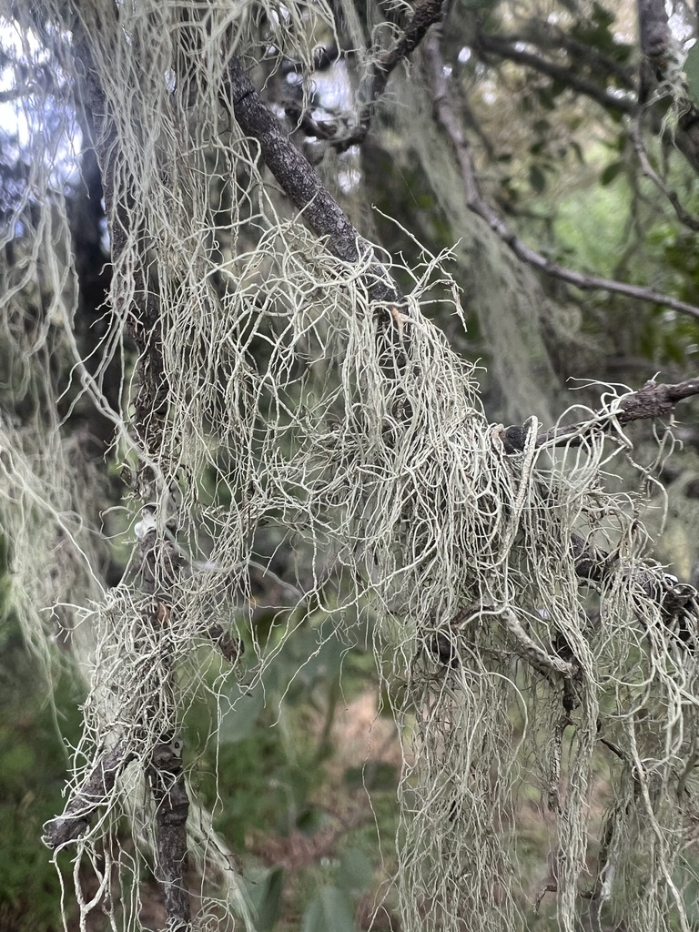 Usnée barbue (Usnea barbata)