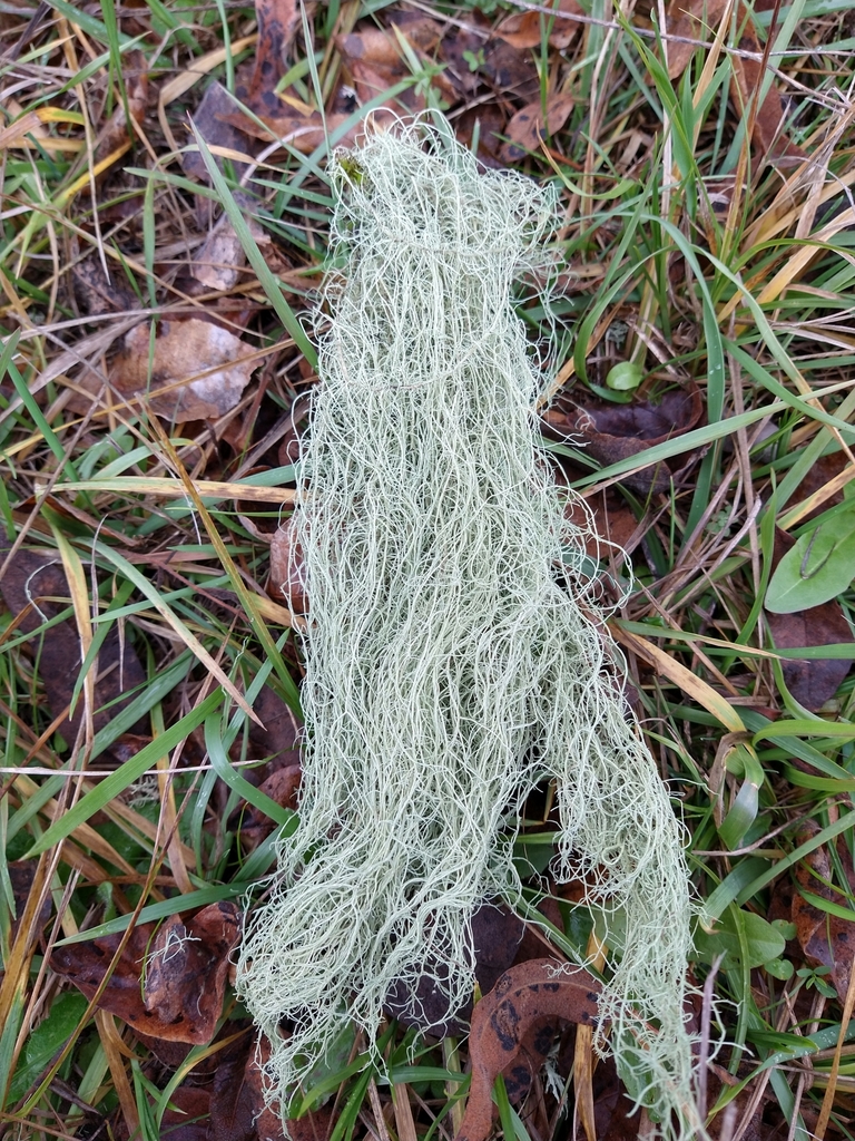 Usnée filamenteuse (Usnea filipendula)