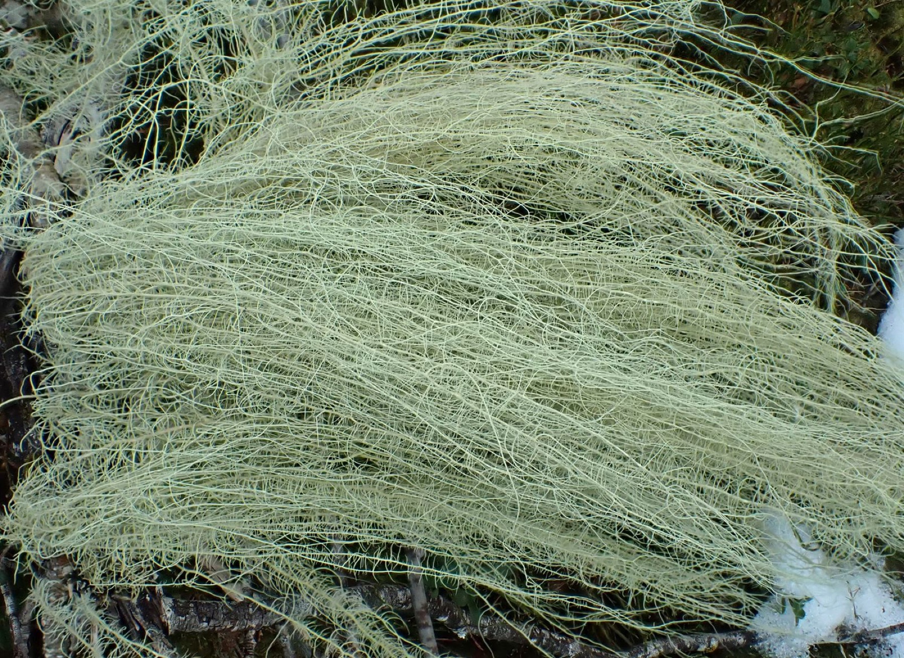 Usnée filipendule (Usnea dasopoga)