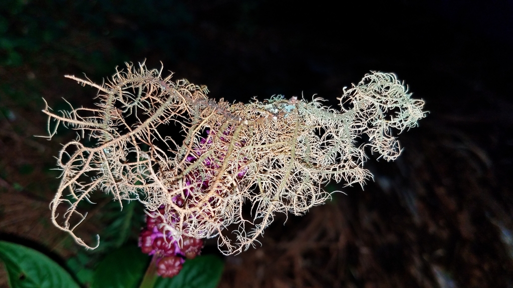 Usnée rougeaude (Usnea rubicunda)