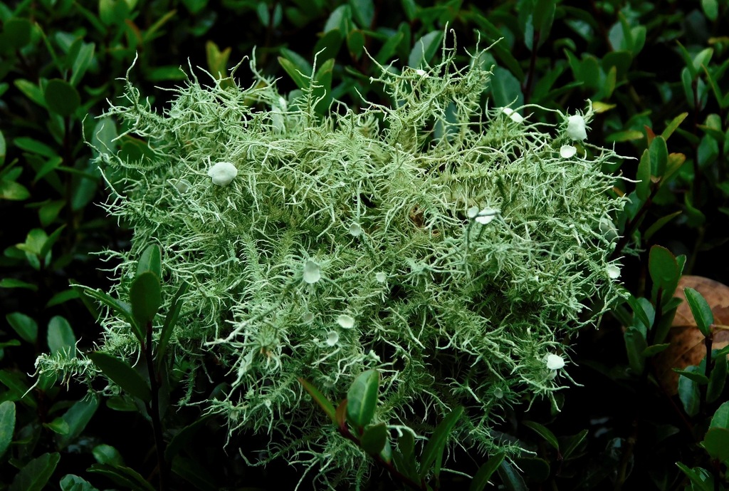 Usnée touffue (Usnea strigosa)