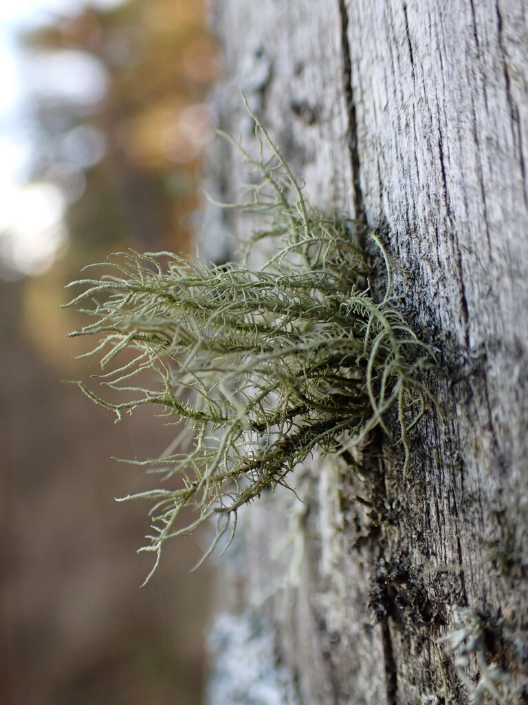 Usnée velue (Usnea hirta)