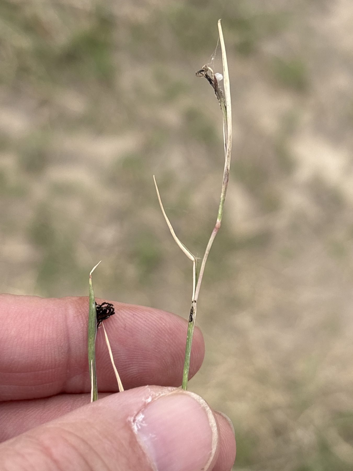 Ustilago cynodontis (Ustilago cynodontis)