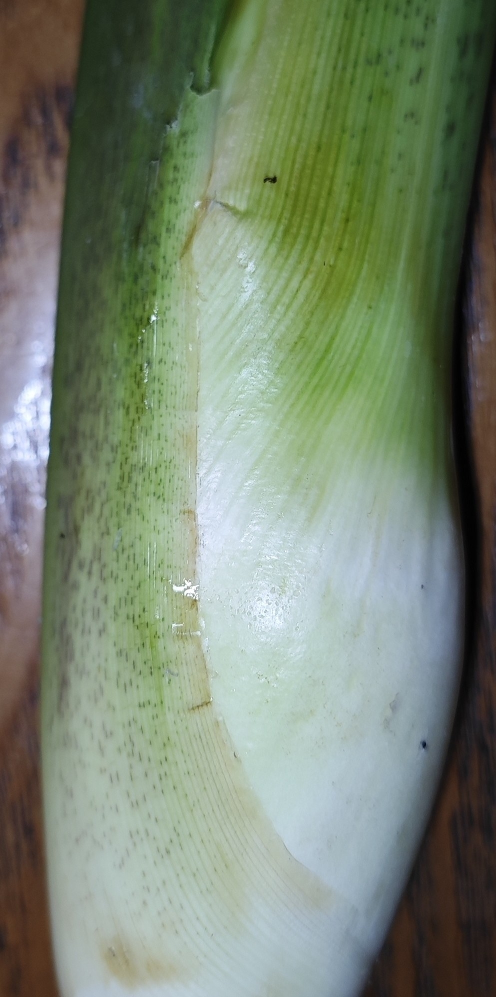 Ustilago du jiaobai (Ustilago esculenta)
