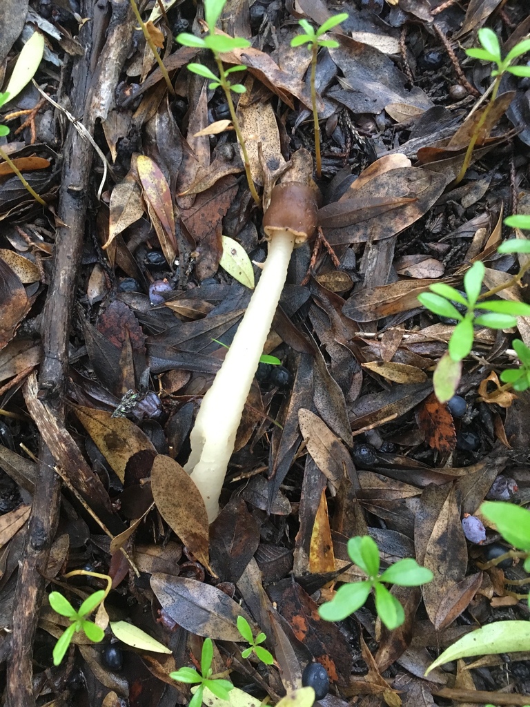 Verpe conique (Verpa conica)