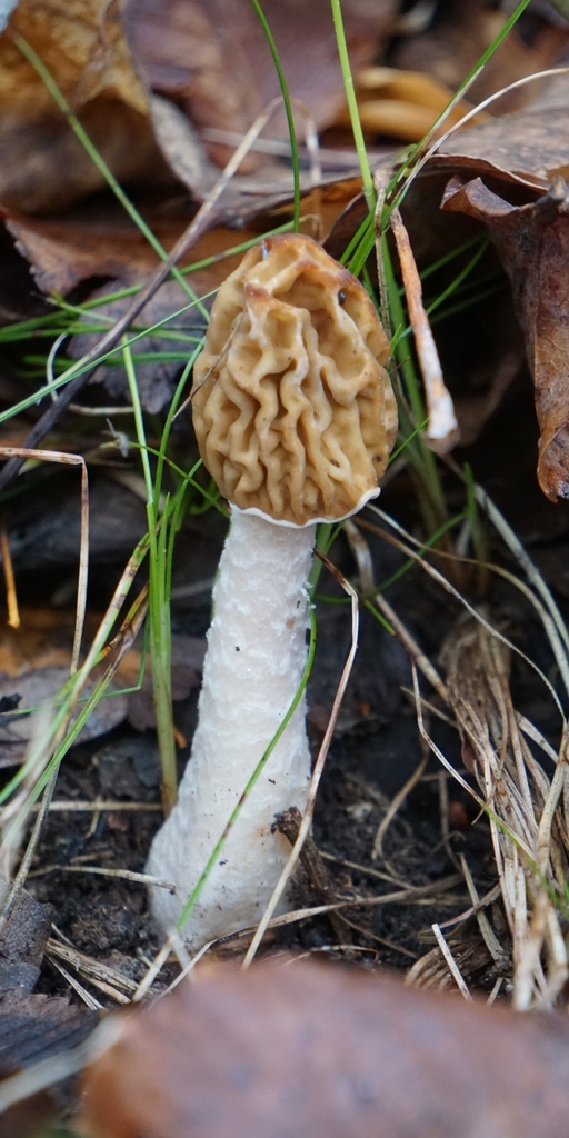 Verpe de Bohême (Verpa bohemica)
