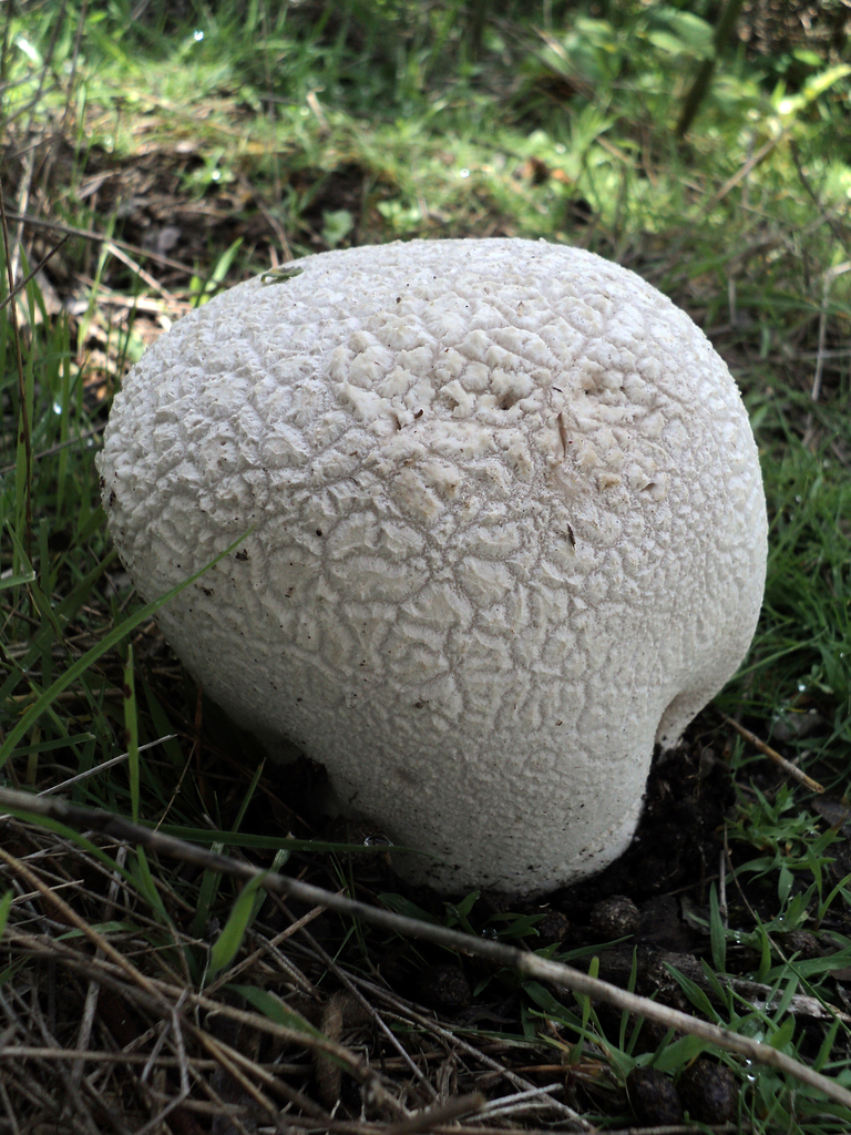 Vesse-de-loup ciselée (Lycoperdon utriforme)
