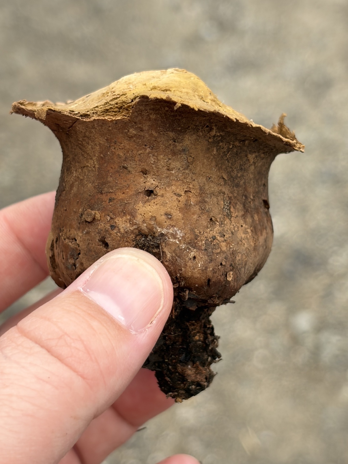 Vesse-de-loup crâniforme (Calvatia craniiformis)