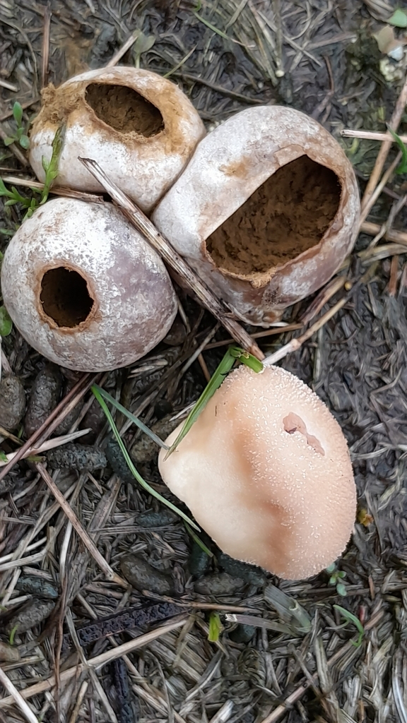 Vesse-de-loup des prés (Lycoperdon pratense)