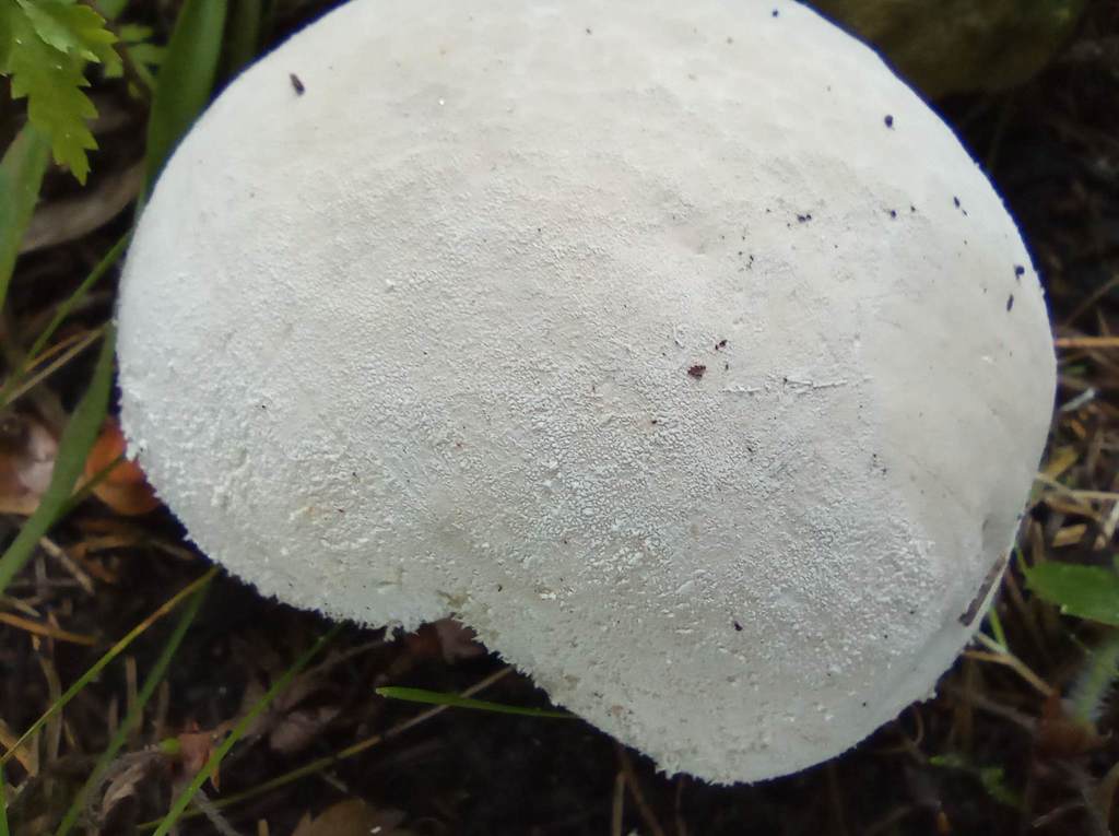Vesse-de-loup en massue (Lycoperdon excipuliforme)