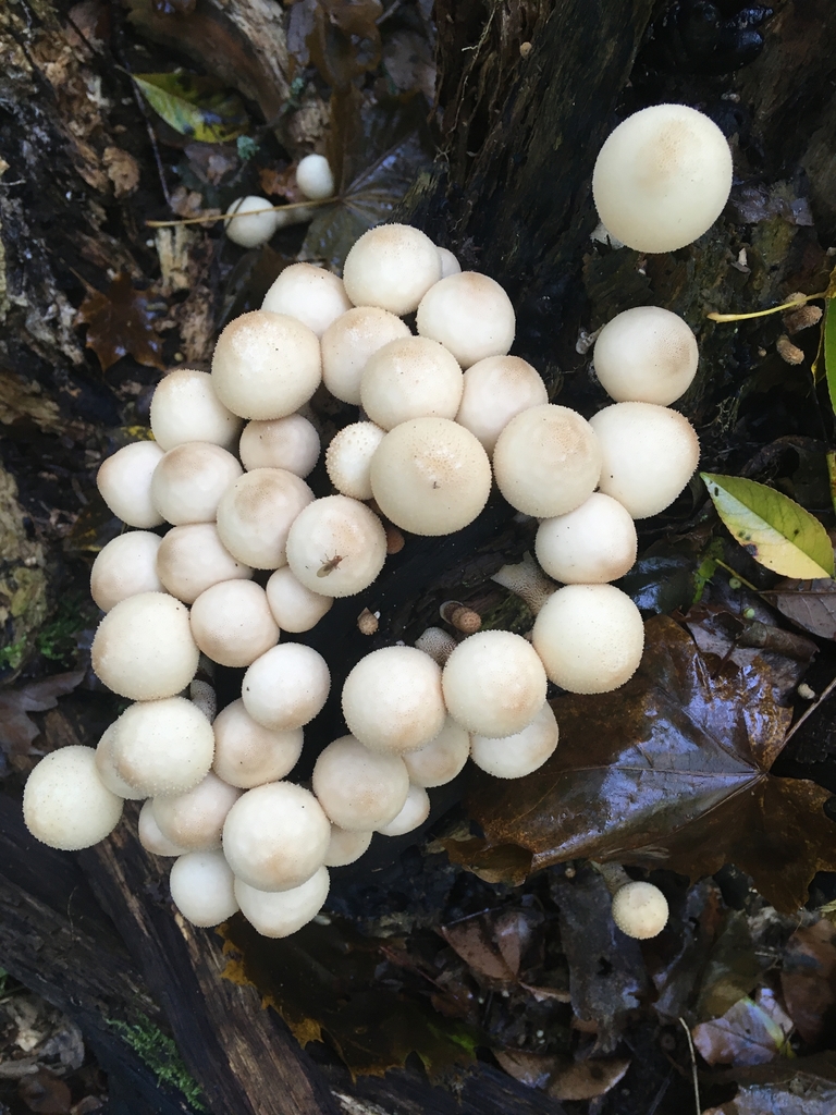 Vesse-de-loup en poire (Lycoperdon pyriforme)