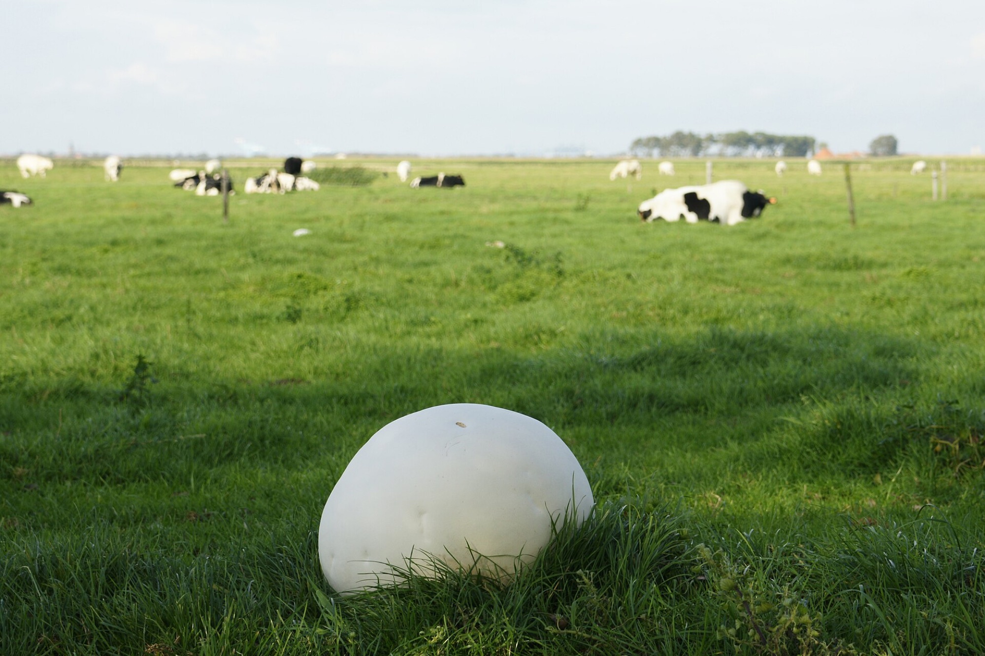 Vesse-de-loup géante (Calvatia gigantea)