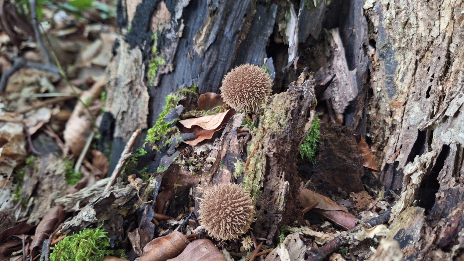 Vesse-de-loup hérisson (Lycoperdon echinatum)