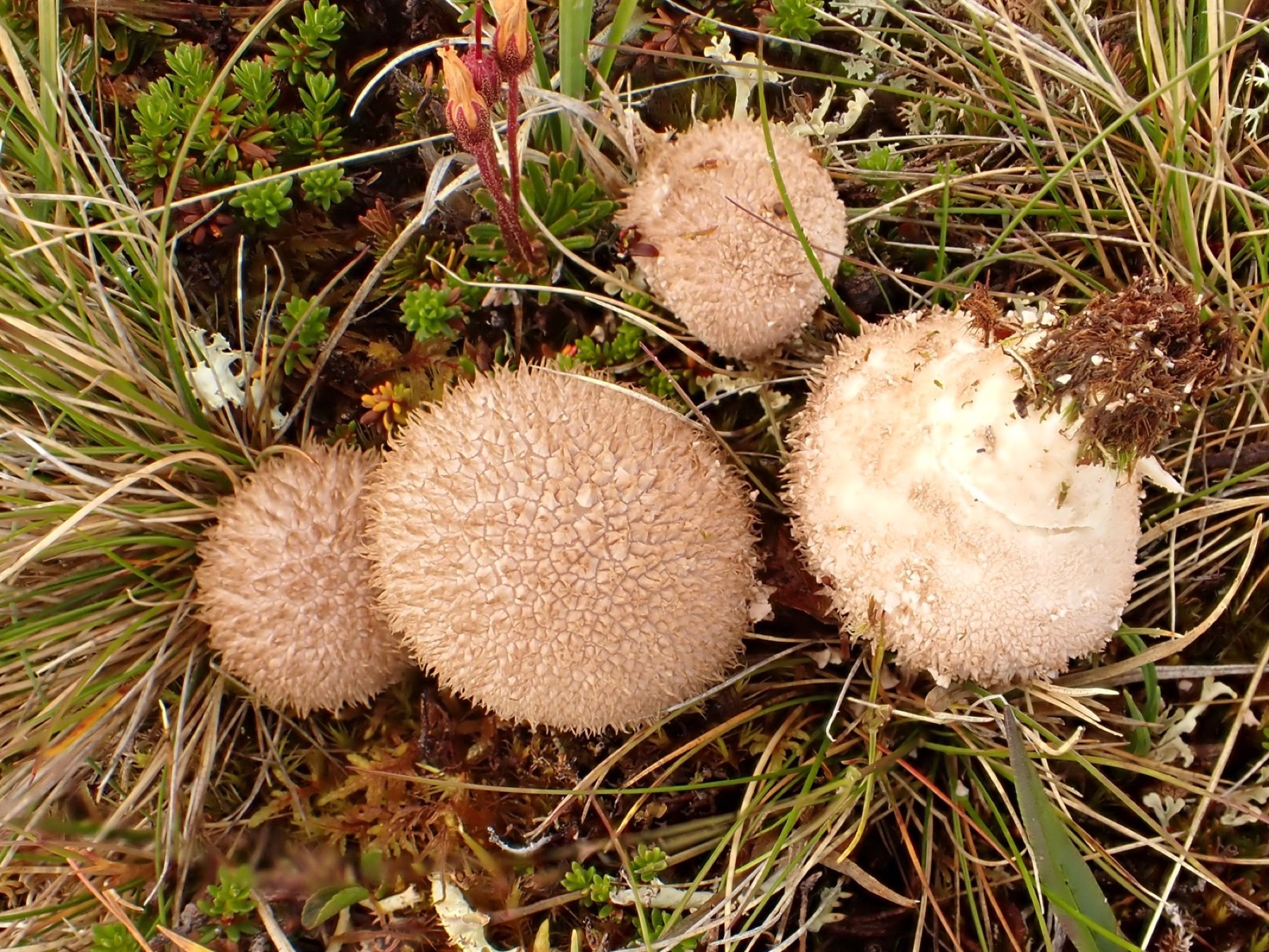 Vesse-de-loup noircissante (Lycoperdon nigrescens)