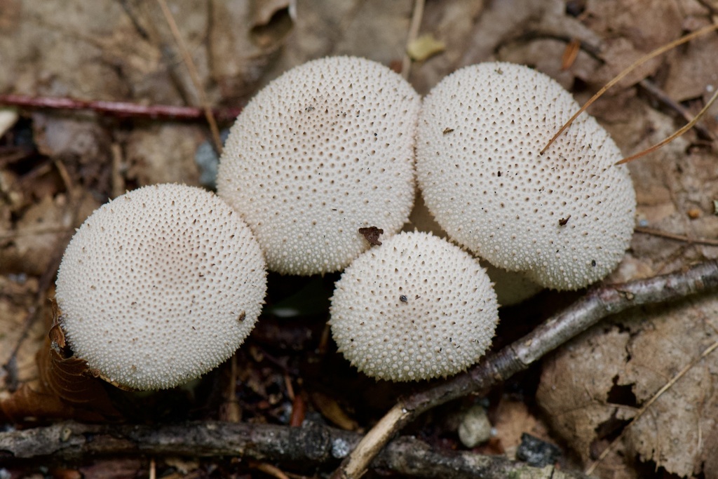 Vesse-de-loup perlée (Lycoperdon perlatum)