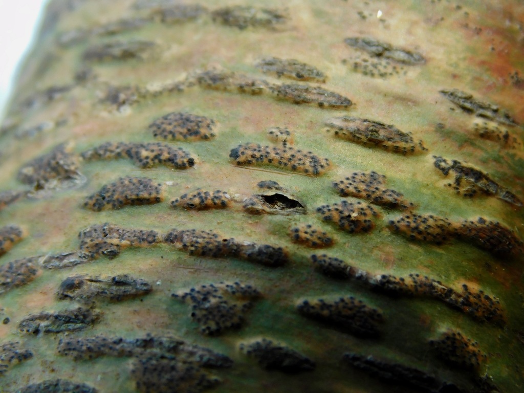 Viridothelium virens (Viridothelium virens)