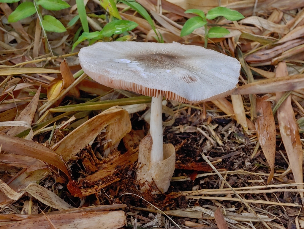 Volvaire cultivée (Volvariella volvacea)