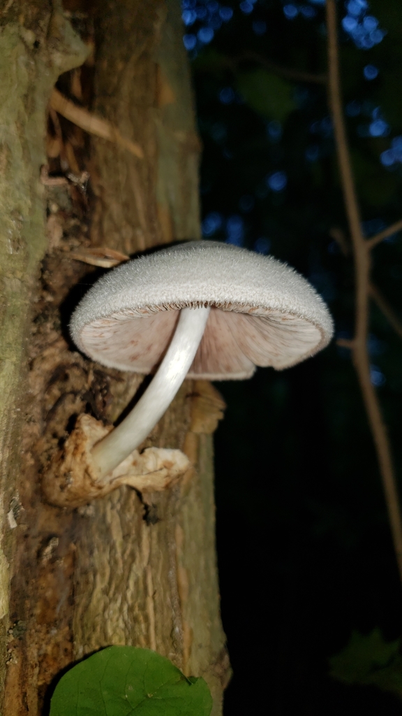 Volvaire soyeuse (Volvariella bombycina)
