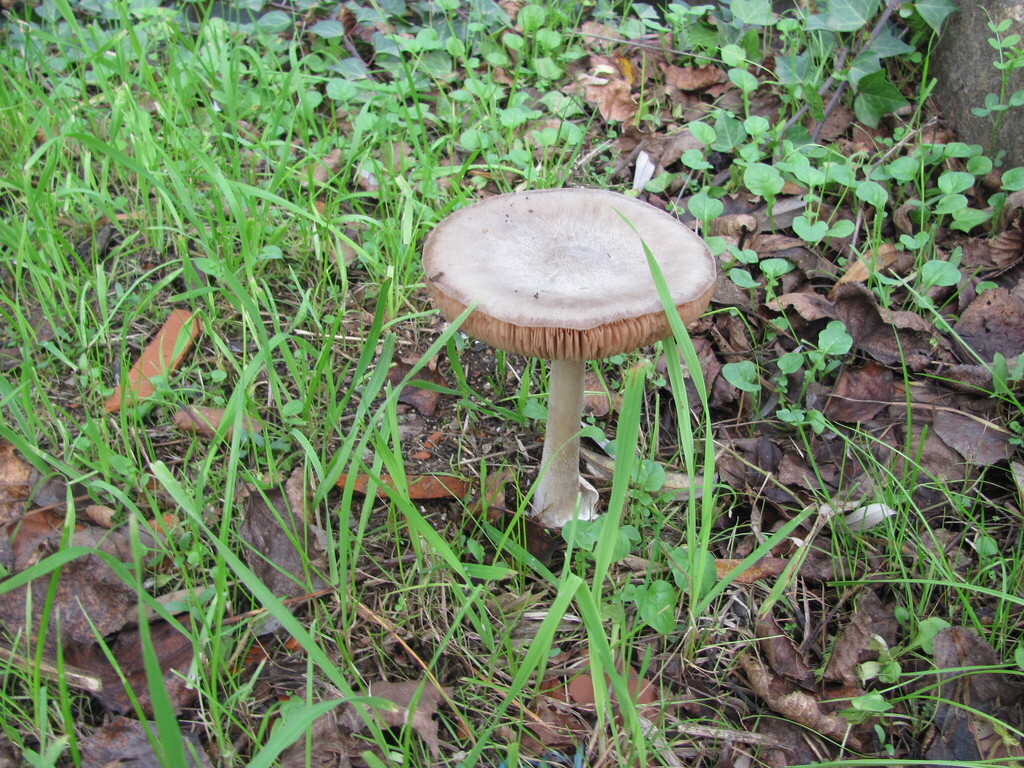 Volvaire visqueuse (Volvopluteus gloiocephalus)