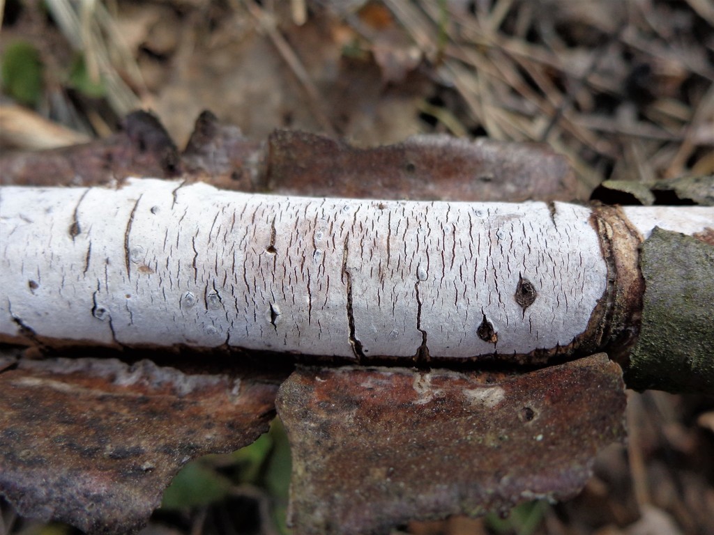 Vuilleminie mangeuse (Vuilleminia comedens)