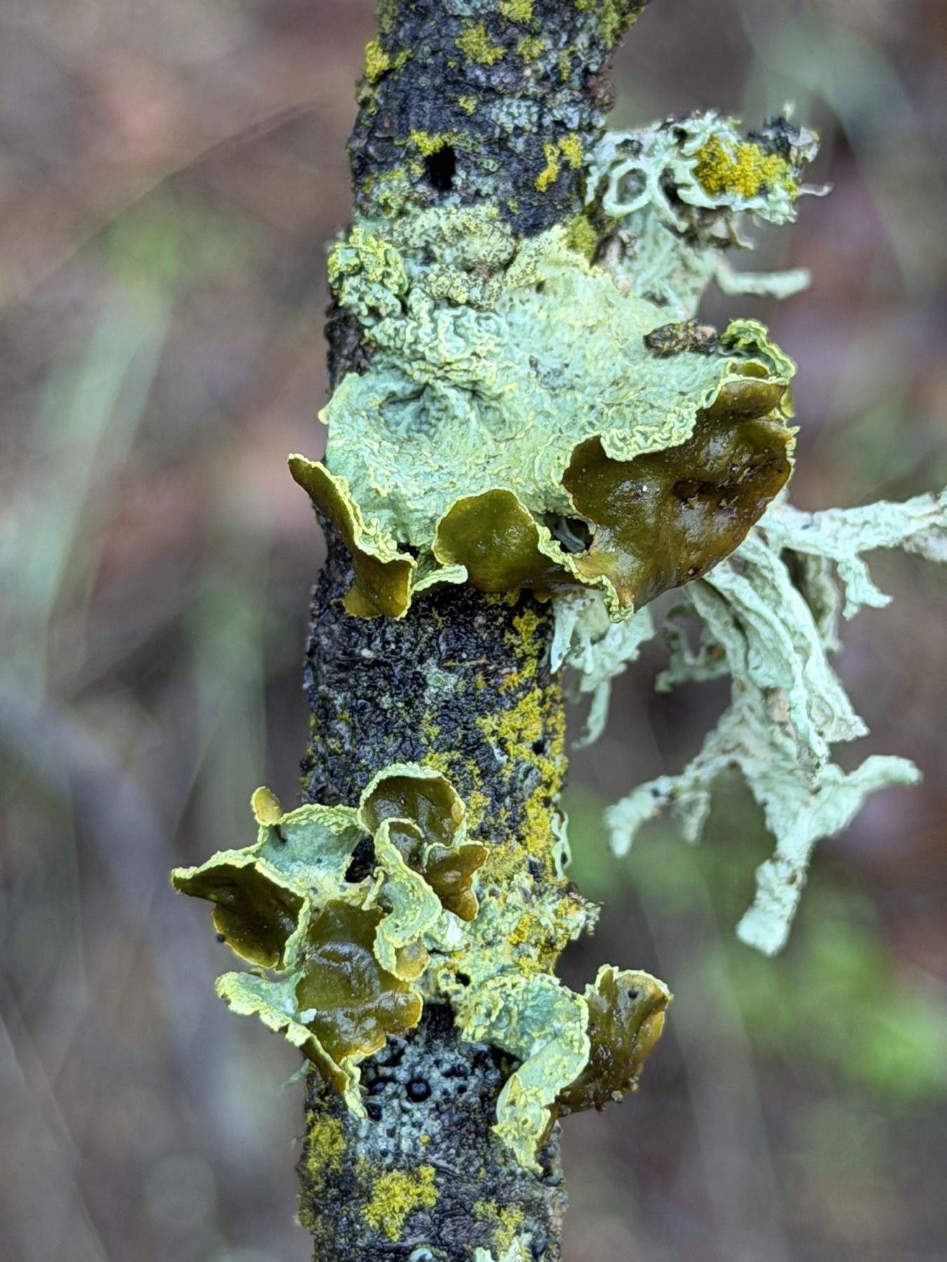 Vulpicida canadensis (Vulpicida canadensis)