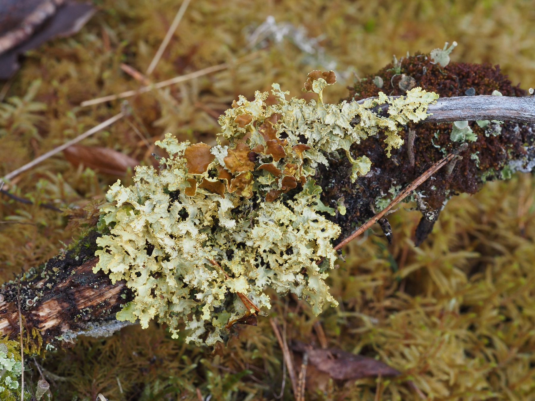 Vulpicida juniperinus (Vulpicida juniperinus)