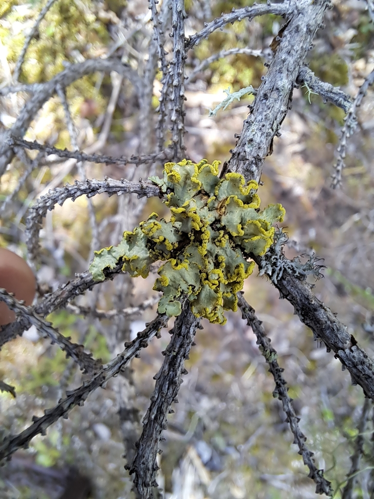 Vulpicida pinastri (Vulpicida pinastri)