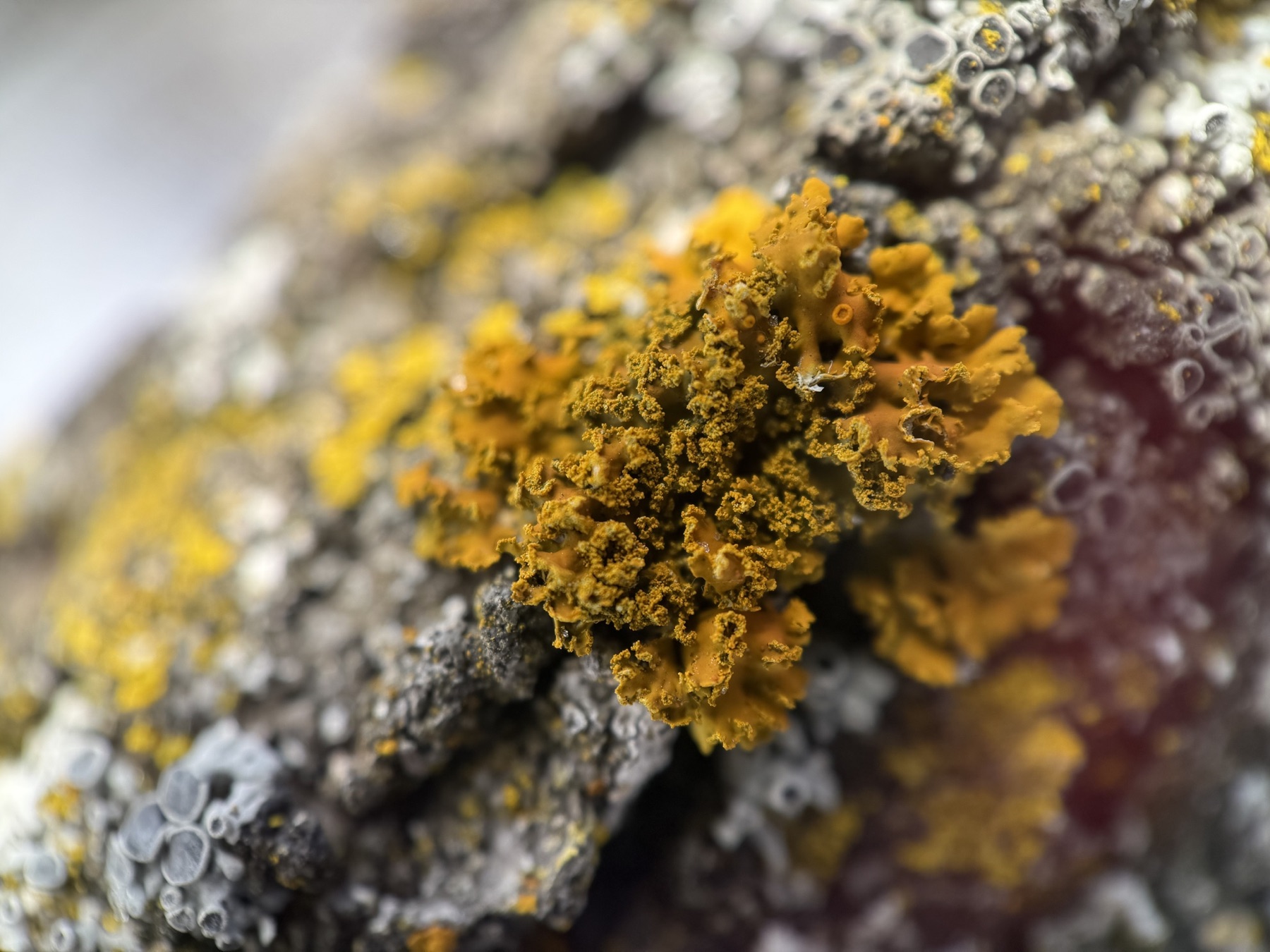Xanthomendoza ulophyllodes (Xanthomendoza ulophyllodes)