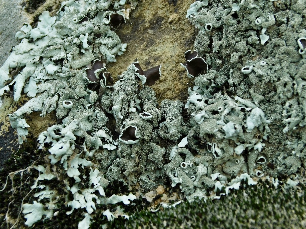 Xanthoparmelia conspersa (Xanthoparmelia conspersa)