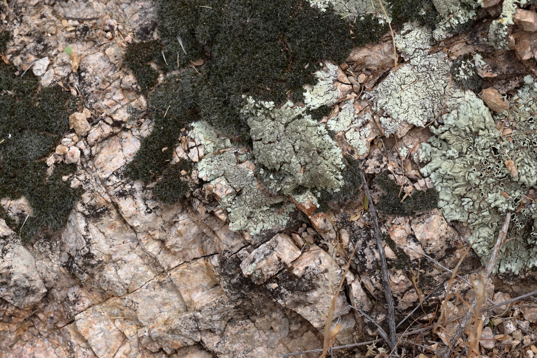 Xanthoparmelia cumberlandia (Xanthoparmelia cumberlandia)