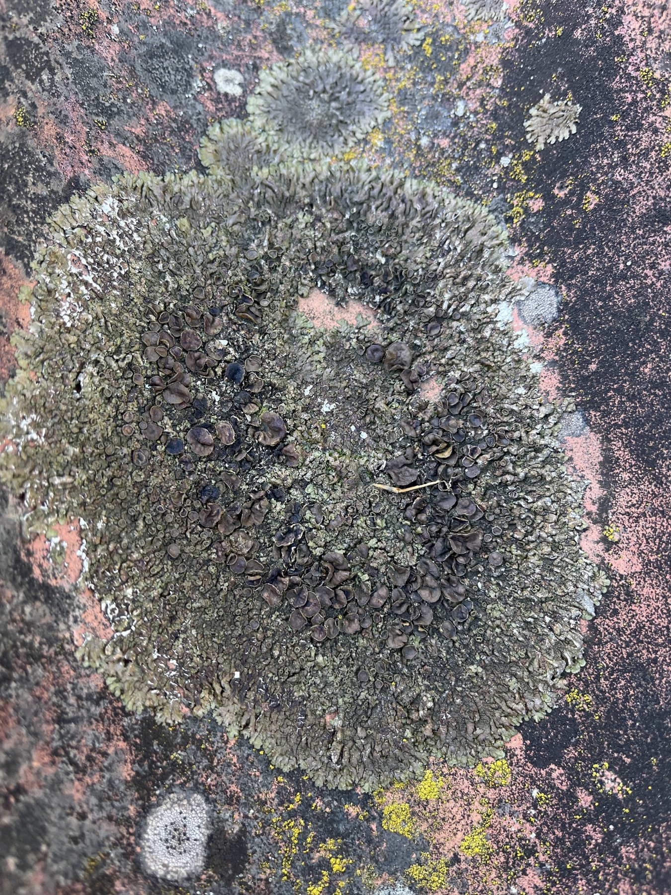 Xanthoparmelia pulla (Xanthoparmelia pulla)