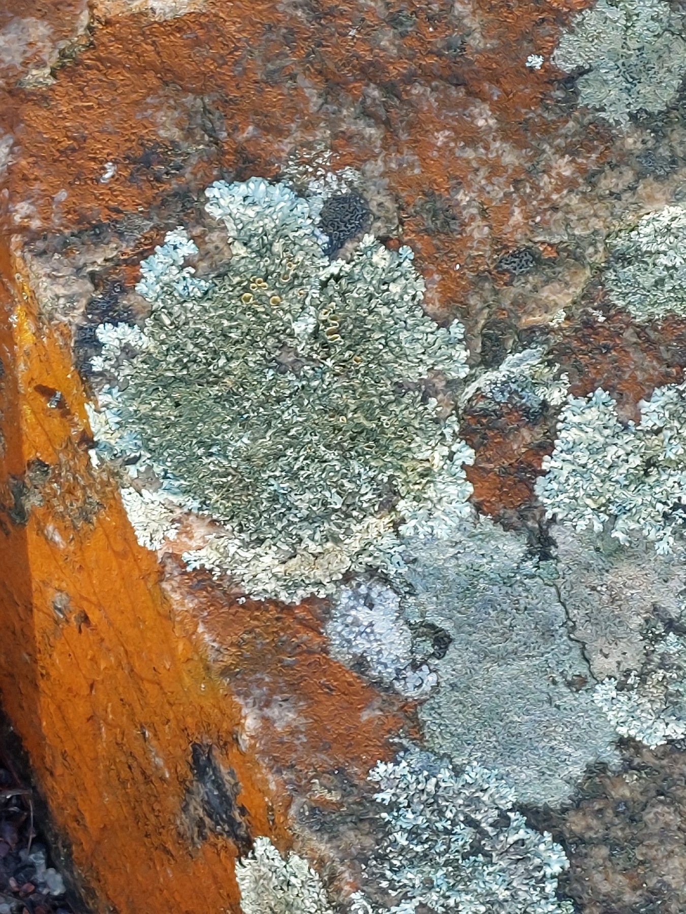 Xanthoparmelia stenophylla (Xanthoparmelia stenophylla)