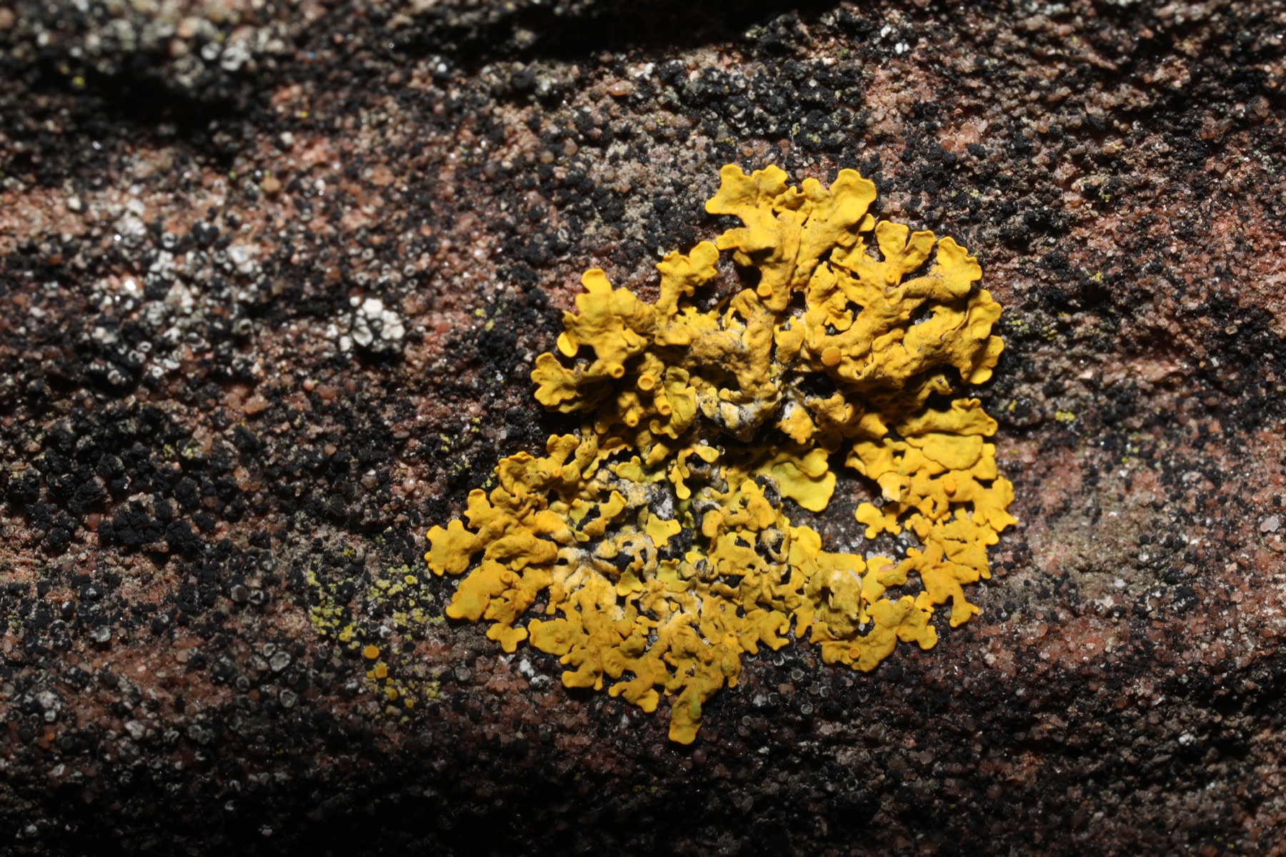 Xanthoria aureola (Xanthoria aureola)