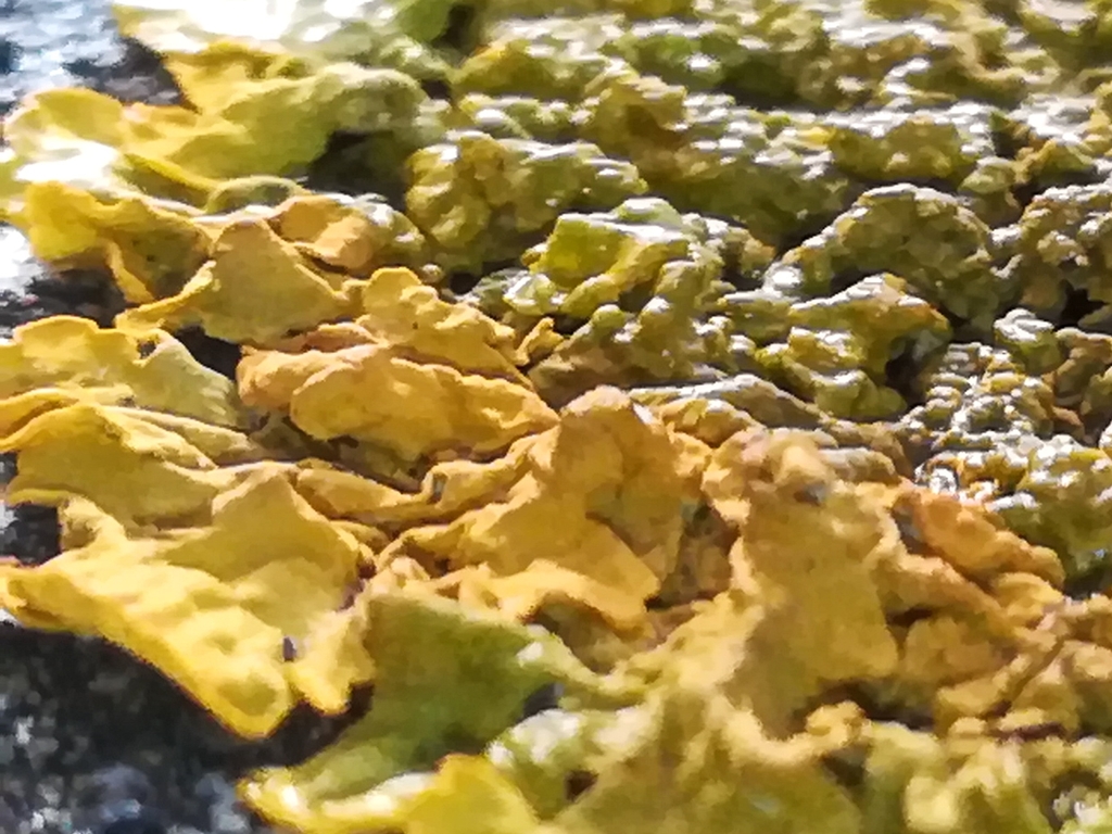Xanthoria calcicola (Xanthoria calcicola)