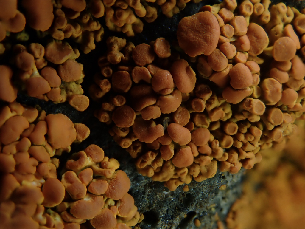 Xanthorie élégante (Rusavskia elegans)
