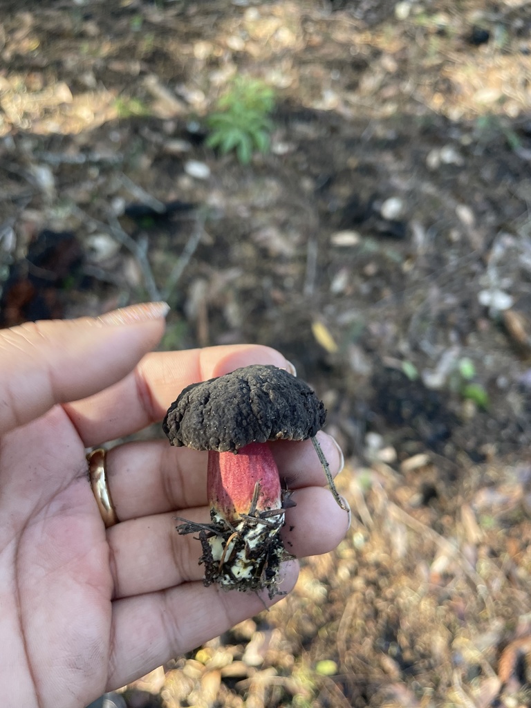 Xerocomellus atropurpureus (Xerocomellus atropurpureus)