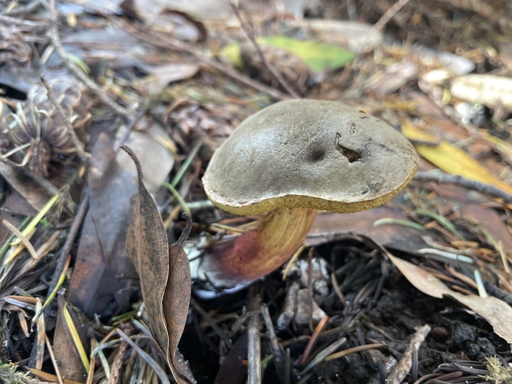 Xerocomellus diffractus (Xerocomellus diffractus)