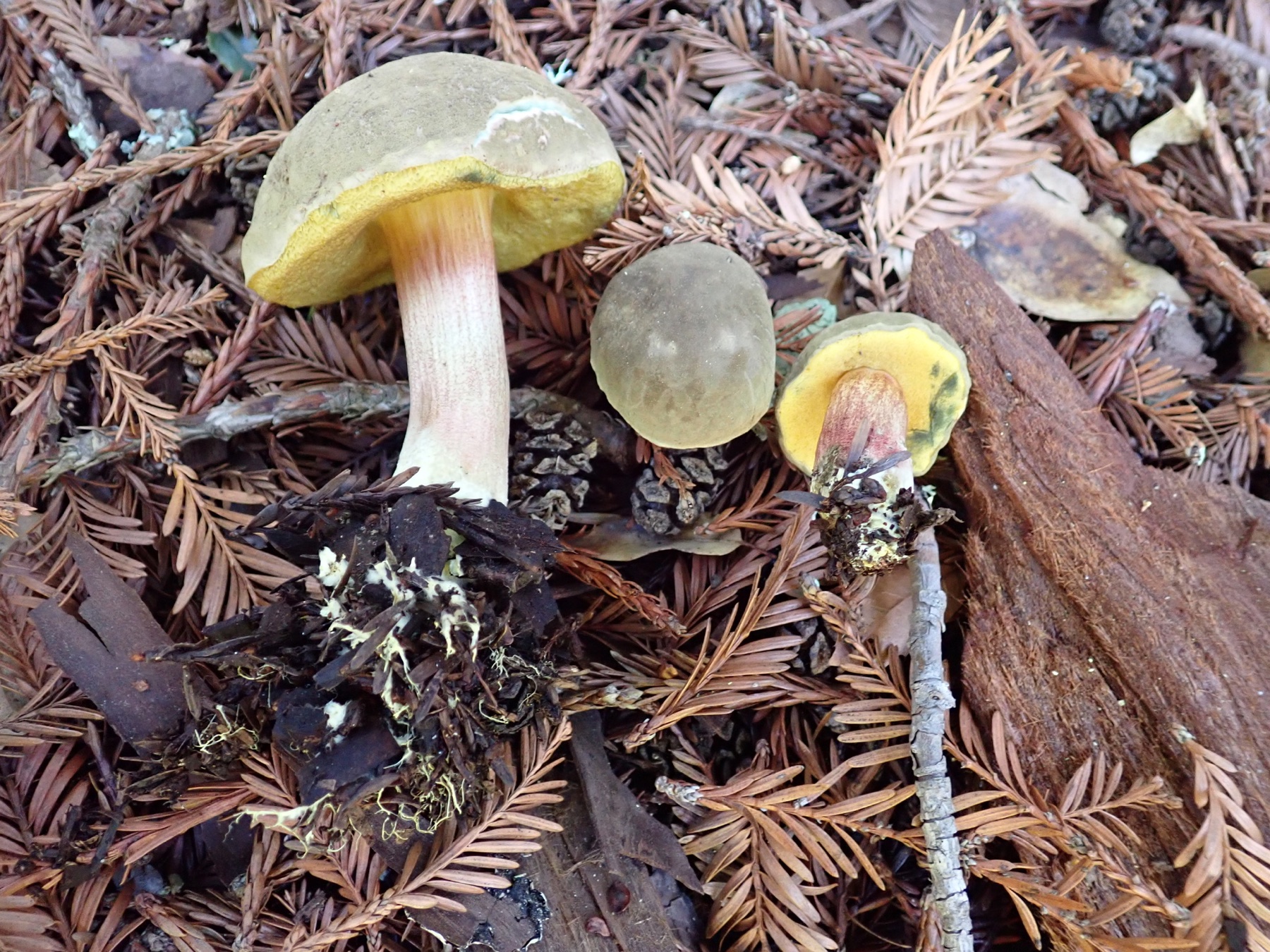 Xerocomellus mendocinensis (Xerocomellus mendocinensis)