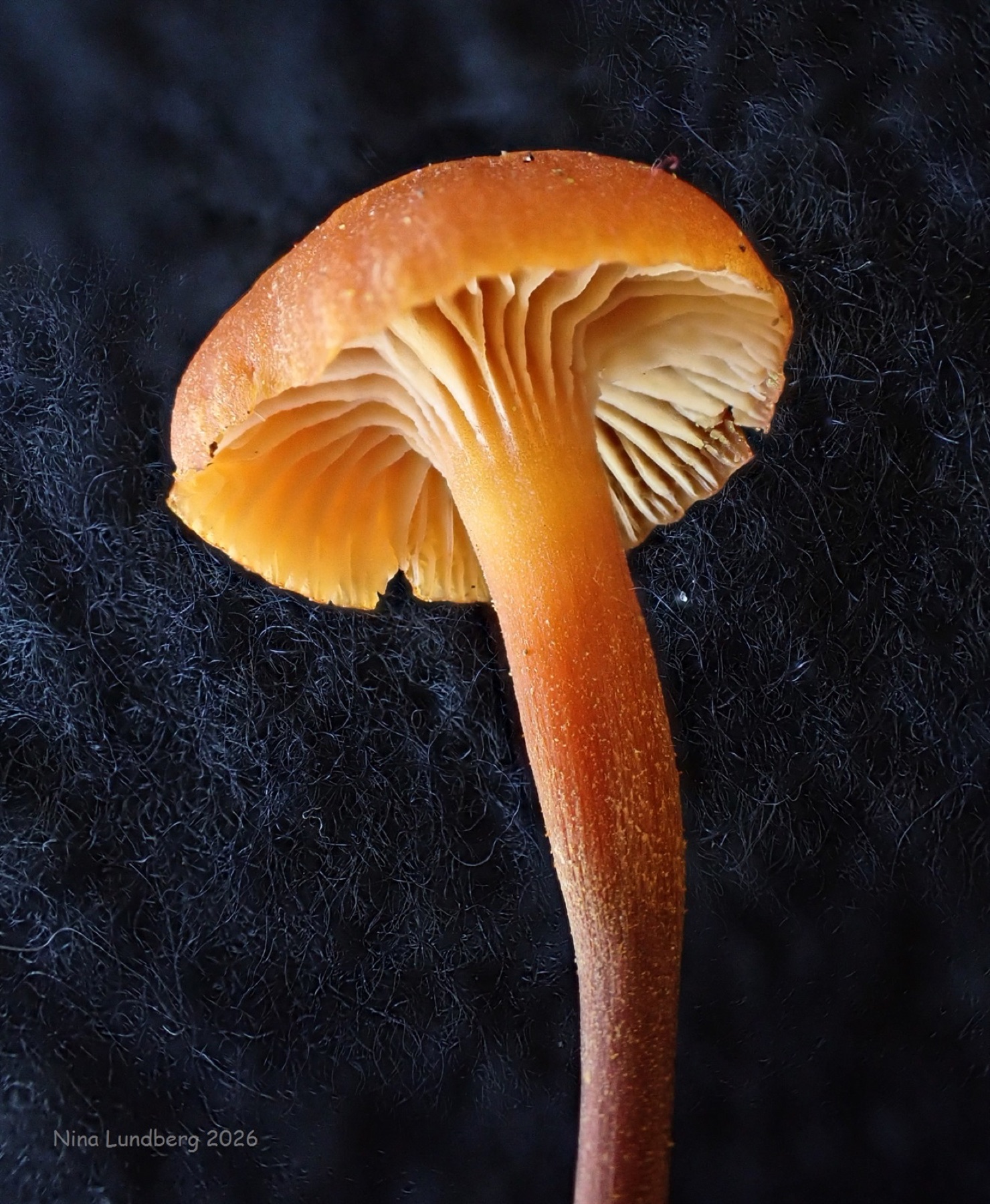 Xeromphalina cauticinalis (Xeromphalina cauticinalis)
