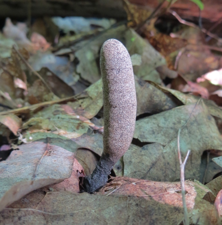 Xylaire à long pied (Xylaria longipes)