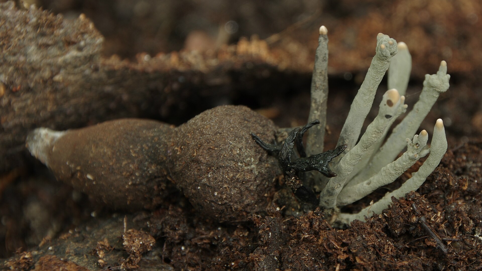Xylaire à pied noir (Xylaria nigripes)