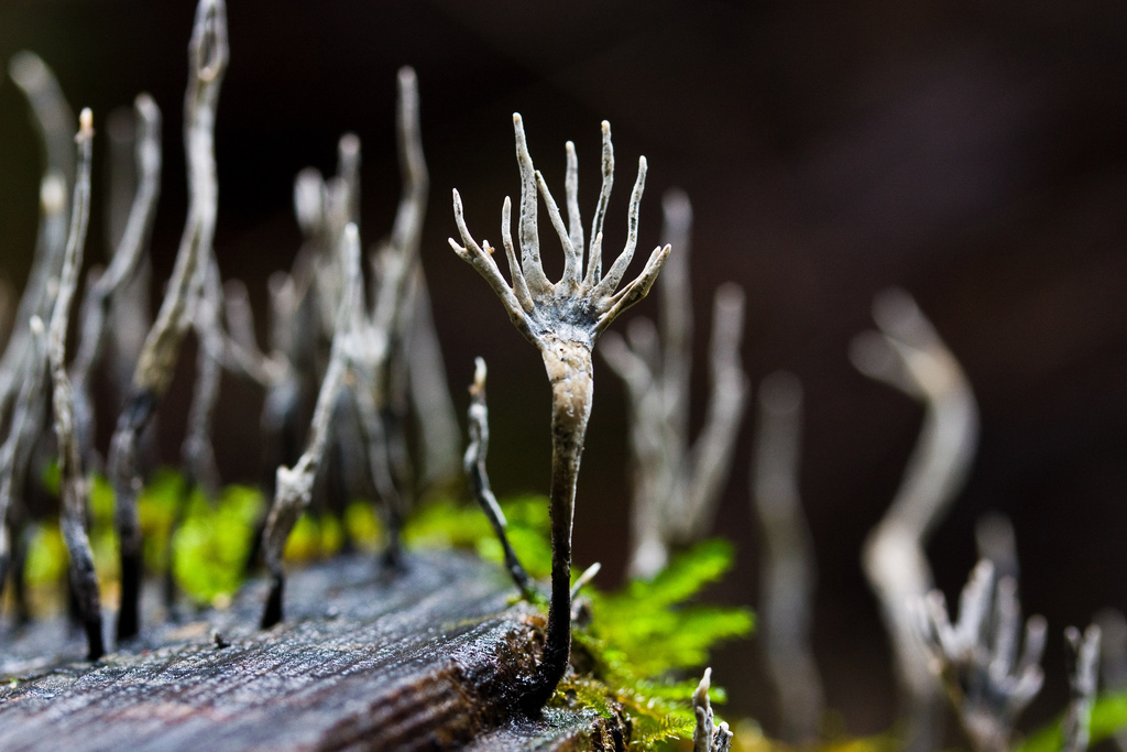 Xylaire du bois (Xylaria hypoxylon)