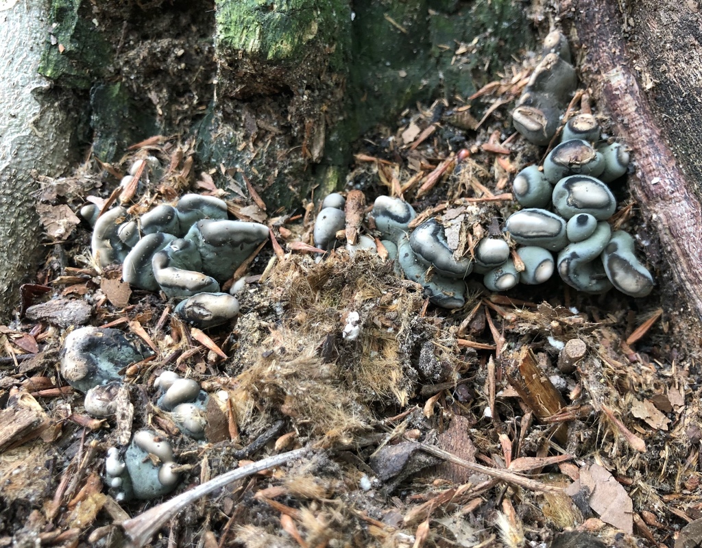 Xylaire polymorphe (Xylaria polymorpha)
