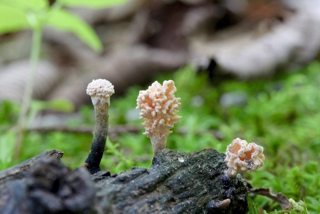 Xylaria flabelliformis (Xylaria flabelliformis)