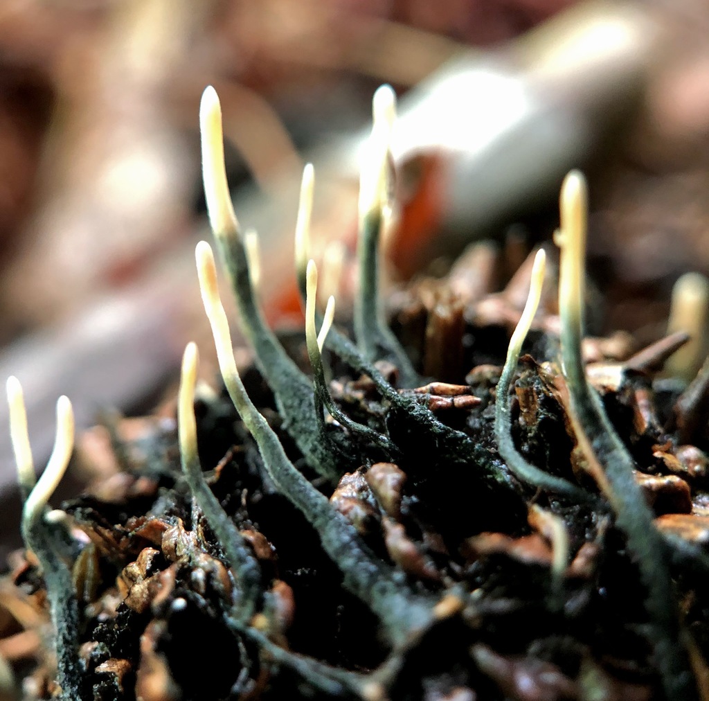 Xylaria liquidambaris (Xylaria liquidambaris)