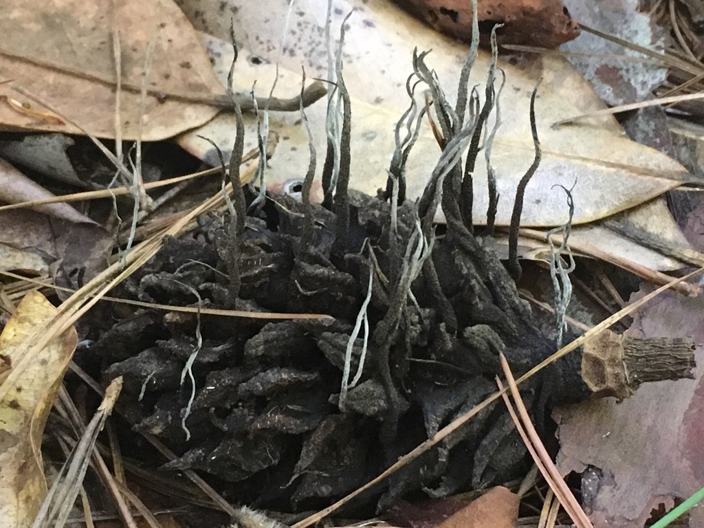 Xylaria magnoliae (Xylaria magnoliae)